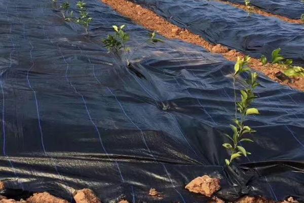 打孔防草布使用注意事項(xiàng)  第2張